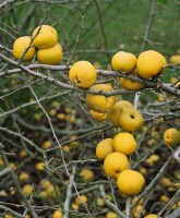 Chaenomeles japonica Sargentii 40- 60 cm