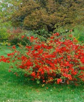 Chaenomeles japonica Sargentii 40- 60 cm