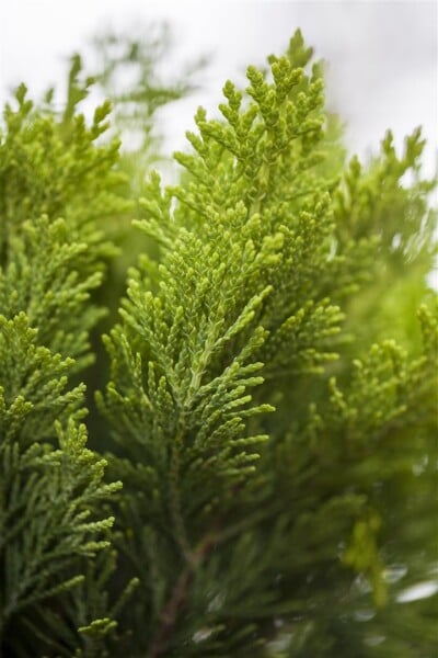 Chamaecyparis lawsoniana Alumigold 60- 80 cm