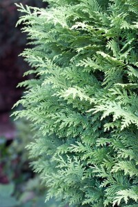 Chamaecyparis lawsoniana Alumigold 60- 80 cm