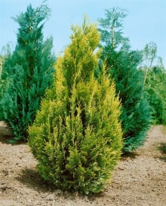 Chamaecyparis lawsoniana Alumigold 60- 80 cm