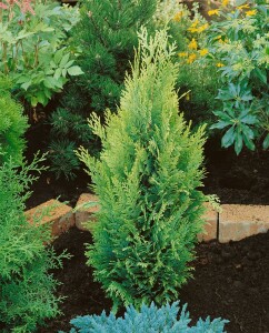 Chamaecyparis lawsoniana Alumigold 60- 80 cm