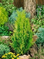 Chamaecyparis lawsoniana Alumigold 60- 80 cm