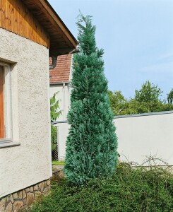 Chamaecyparis lawsoniana Columnaris 60-  80 cm