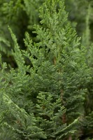 Chamaecyparis lawsoniana Columnaris 60-  80 cm