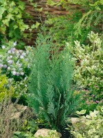 Chamaecyparis lawsoniana Columnaris 60-  80 cm