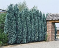 Chamaecyparis lawsoniana Columnaris 60-  80 cm