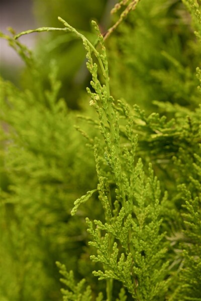 Chamaecyparis lawsoniana Golden Wonder 60- 80 cm