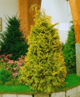 Chamaecyparis lawsoniana Golden Wonder 60- 80 cm