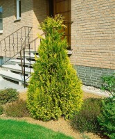 Chamaecyparis lawsoniana Golden Wonder 60- 80 cm