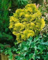 Chamaecyparis obtusa Aurora 2 L 15-  20