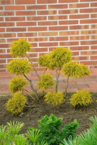 Chamaecyparis pisifera Filifera Aurea Nana C 2 20-  30