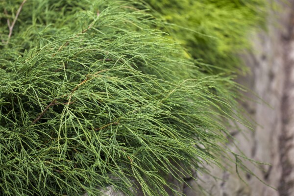 Chamaecyparis pisifera Filifera Nana 20- 25 cm