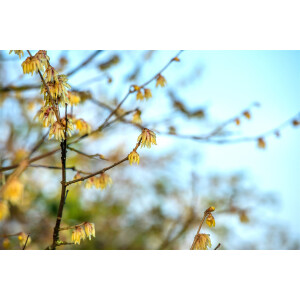 Chimonanthus praecox C 7,5 80- 100