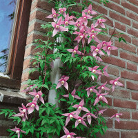 Clematis alpina Willy 2L 60- 100