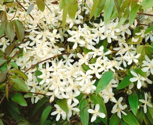 Clematis armandii 60- 100 cm