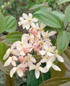 Clematis armandii 60- 100 cm