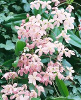 Clematis armandii 60- 100 cm