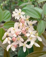 Clematis armandii Apple Blossom 60- 100 cm