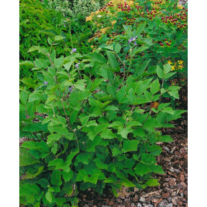 Clematis heracleifolia 2L 60- 100