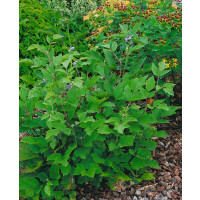 Clematis heracleifolia 2L 60- 100