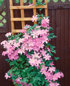 Clematis Hybrid Comtesse de Bouchaud 40- 60 cm