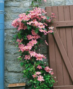 Clematis Hybrid Comtesse de Bouchaud 40- 60 cm