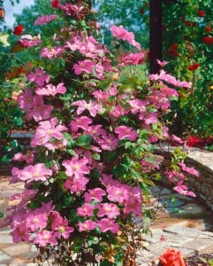 Clematis Hybrid Comtesse de Bouchaud 40- 60 cm