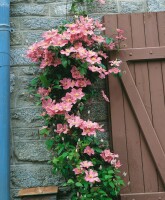 Clematis Hybrid Comtesse de Bouchaud 40- 60 cm