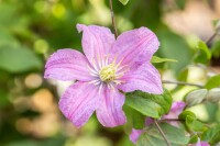 Clematis Hybrid Comtesse de Bouchaud 40- 60 cm