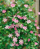 Clematis Hybrid Comtesse de Bouchaud 40- 60 cm