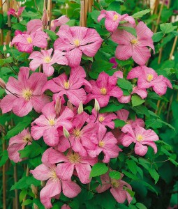 Clematis Hybrid Comtesse de Bouchaud 60- 100 cm