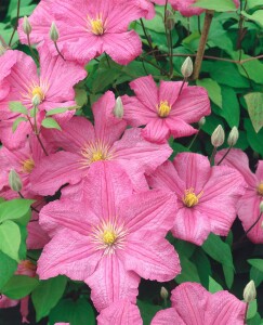 Clematis Hybrid Comtesse de Bouchaud 60- 100 cm