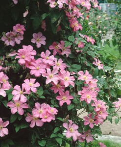 Clematis Hybrid Comtesse de Bouchaud 60- 100 cm