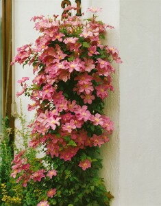 Clematis Hybrid Comtesse de Bouchaud 60- 100 cm