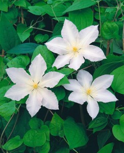 Clematis Hybride Apollonia 60- 100 cm