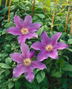 Clematis Hybride Babara Jackman 60- 100 cm