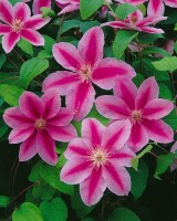 Clematis Hybride Babara Jackman 60- 100 cm