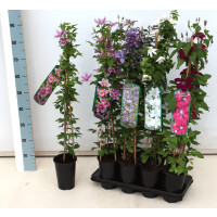 Clematis Hybride Carnaby 2L 60- 100