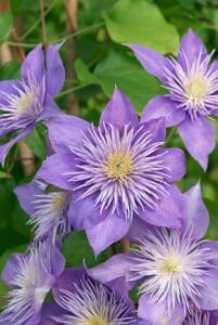 Clematis Hybride Crystal Fountain 60- 100 cm