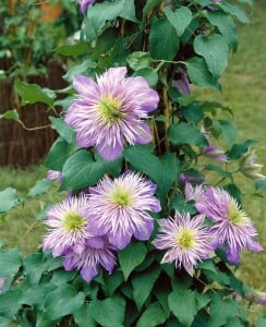 Clematis Hybride Crystal Fountain 60- 100 cm