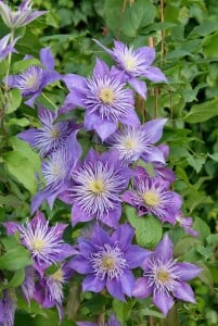 Clematis Hybride Crystal Fountain 60- 100 cm