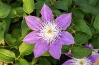 Clematis Hybride Crystal Fountain 60- 100 cm