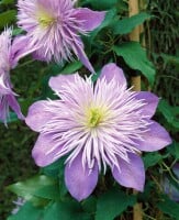 Clematis Hybride Crystal Fountain 60- 100 cm