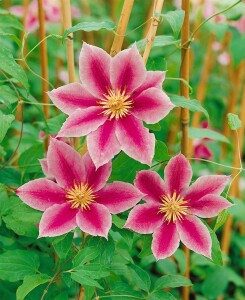 Clematis Hybride Dr. Ruppel 100- 150 cm