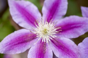 Clematis Hybride Dr. Ruppel 100- 150 cm