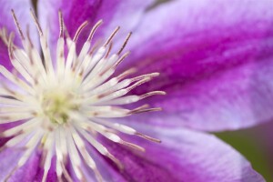 Clematis Hybride Dr. Ruppel 100- 150 cm