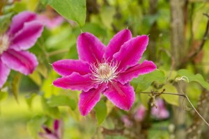 Clematis Hybride Dr. Ruppel 100- 150 cm