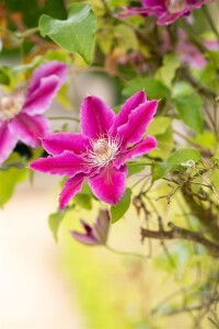 Clematis Hybride Dr. Ruppel 100- 150 cm