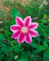 Clematis Hybride Dr. Ruppel 100- 150 cm